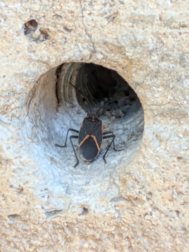 Boxelder bug