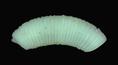 Caecum firmatum