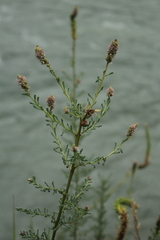 Myricaria bracteata