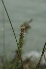 Myricaria bracteata