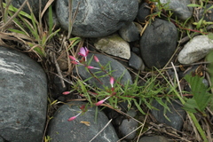 Chamaenerion colchicum