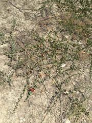Capparis spinosa herbacea