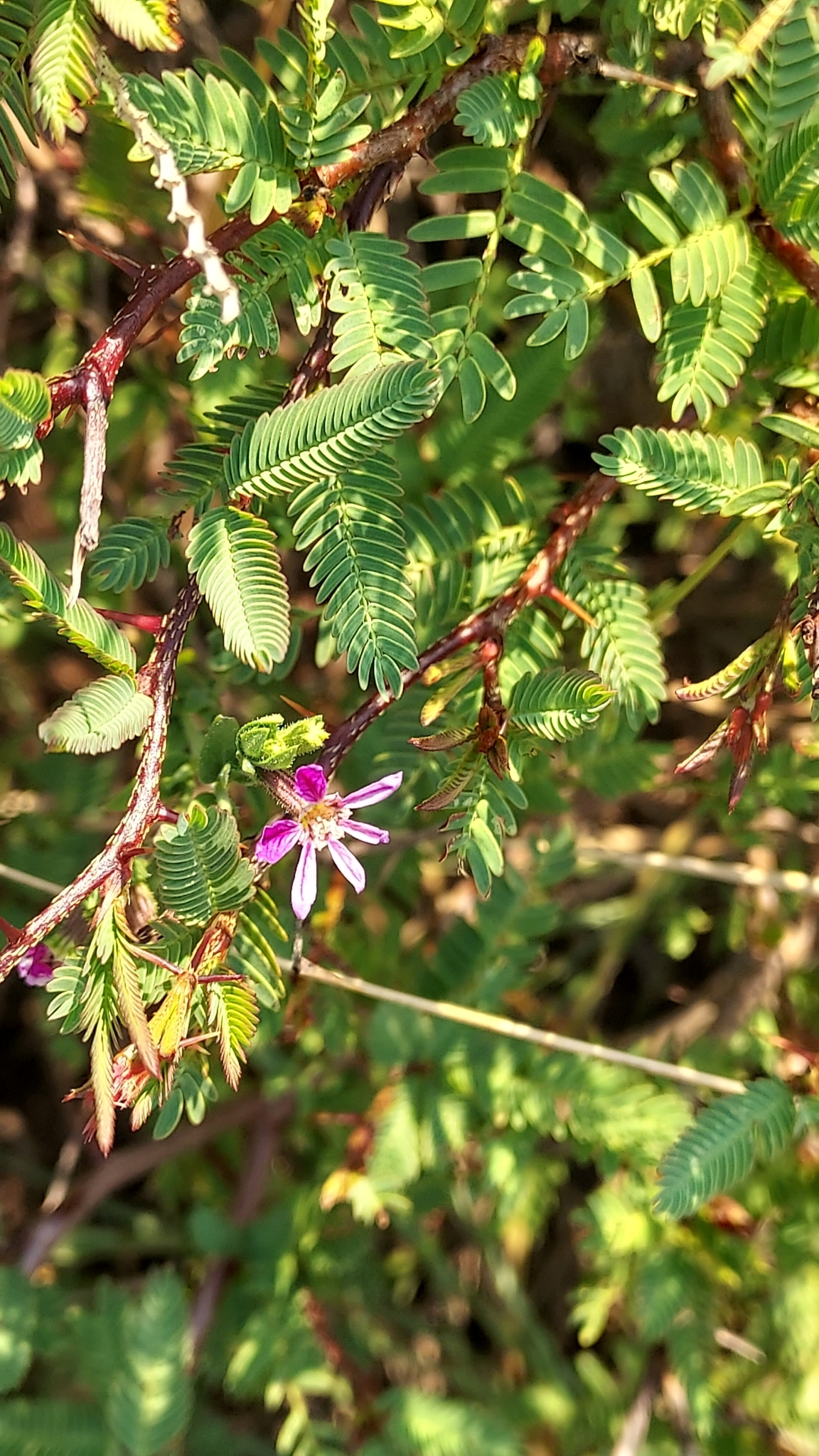 Mimosa adpressa