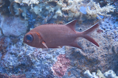 Witvlek-soldatenvis (Myripristis vittata) — Holocentridae — 5