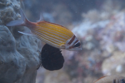 Goldlined squirrelfish (Neoniphon aurolineatus) — Holocentridae — 5