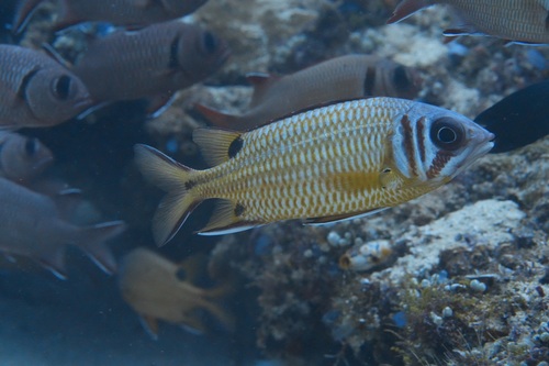 Blackblotch squirrelfish (Sargocentron melanospilos) — Holocentridae — 4