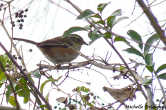 Microspingus cabanisi