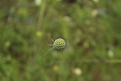 Scabiosa bipinnata