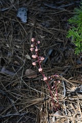 Pyrola aphylla