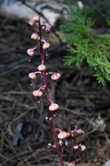 Pyrola aphylla