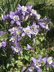 Aquilegia coerulea