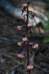 Pyrola aphylla