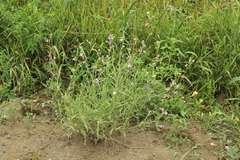 Matthiola longipetala livida