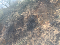 Masticophis lateralis