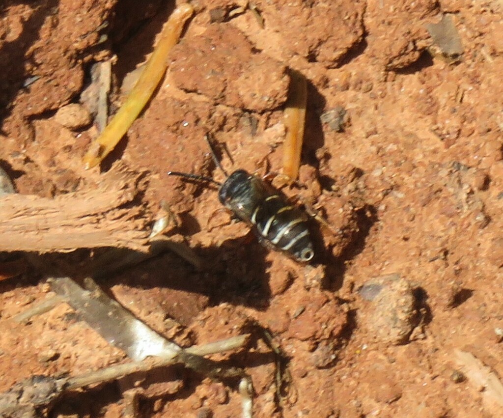 Elise's Longhorn-Cuckoo