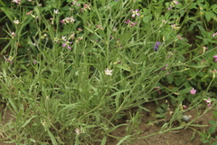 Matthiola longipetala livida