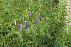 Purple Vetch (Vicia dasycarpa)