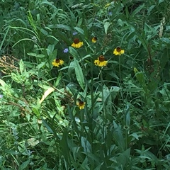 Rudbeckia amplexicaulis