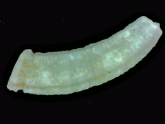 Caecum heptagonum