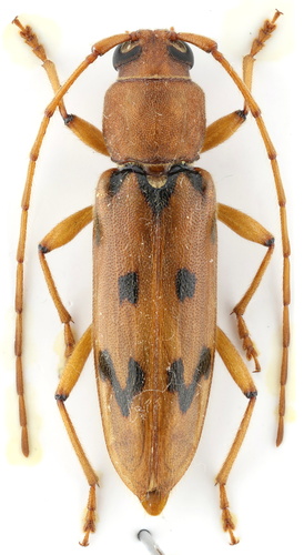 Achryson surinamum (Linnaeus, 1767)