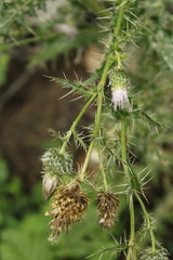 Cirsium echinus