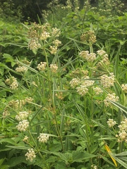 Asclepias mexicana