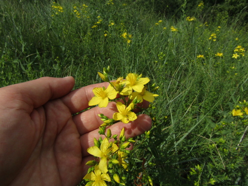 Hypericum elegans (Hypericum elegans)