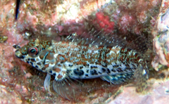 Southern Blenny photo 5