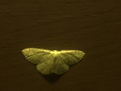 Scopula junctaria