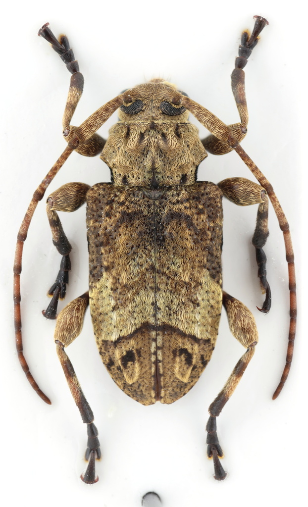 Leptostylopsis poeyi