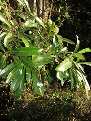 Acridocarpus natalitius natalitius