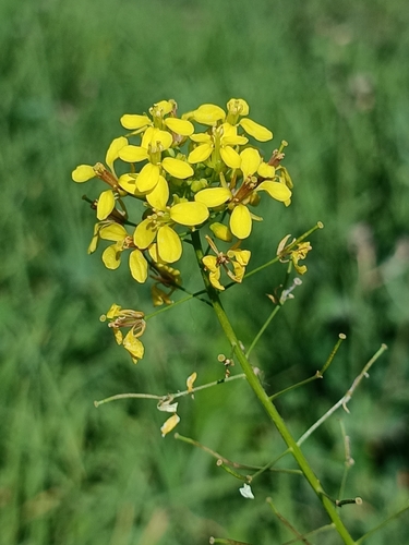 Diplotaxis tenuisiliqua