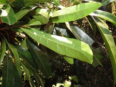 Acridocarpus natalitius natalitius