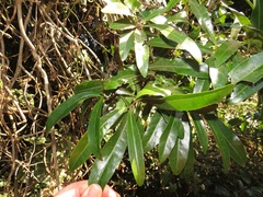 Acridocarpus natalitius natalitius