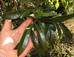 Acridocarpus natalitius natalitius