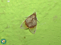 Scaptius pseudoprumala