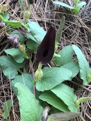 Aristolochia bracteosa