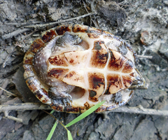 Sternotherus minor