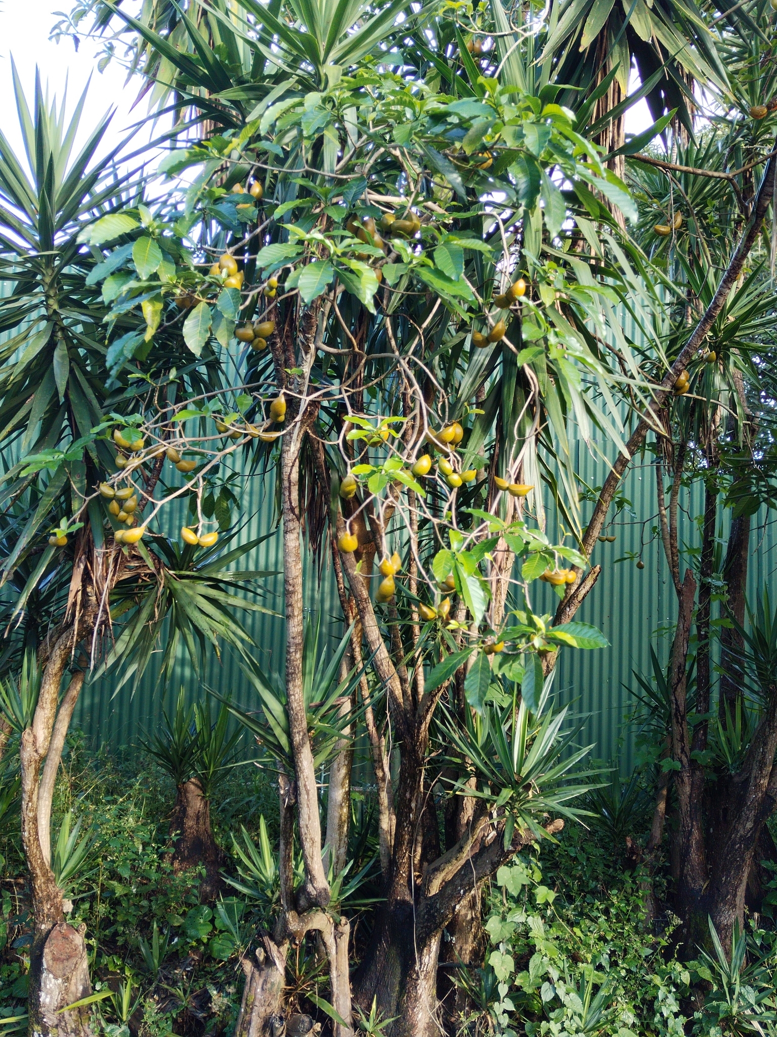 Imagem de Tabernaemontana litoralis