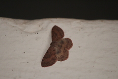 Cosymbiini
