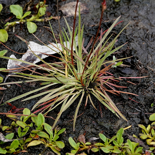 Image of Alpine Triggerplant (Stylidium montanum) by (c) Max Campbell, some rights reserved (CC BY)