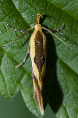 Harpella forficella