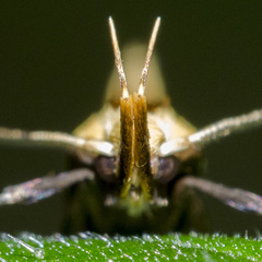 Harpella forficella