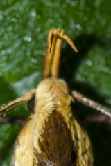 Harpella forficella