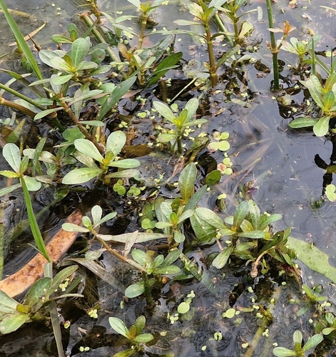 alligatorweed (Alternanthera philoxeroides)