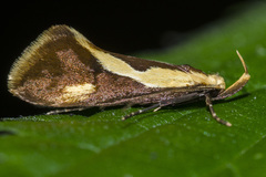 Harpella forficella