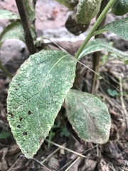 Verbascum phlomoides