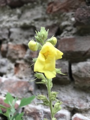 Verbascum phlomoides