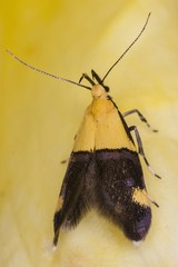Oecophora bractella