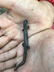 Batrachoseps robustus